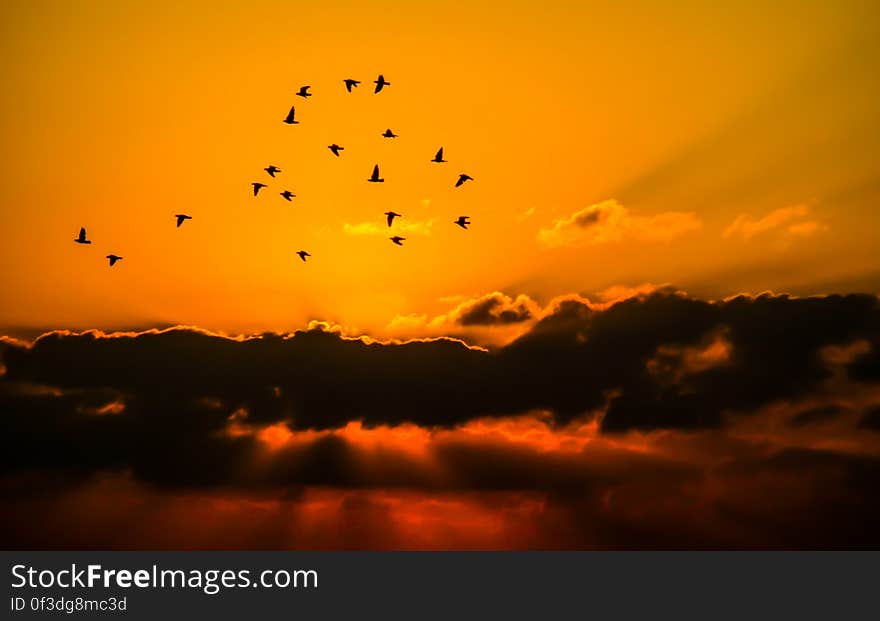 Mass of Bird Flying during Sunset