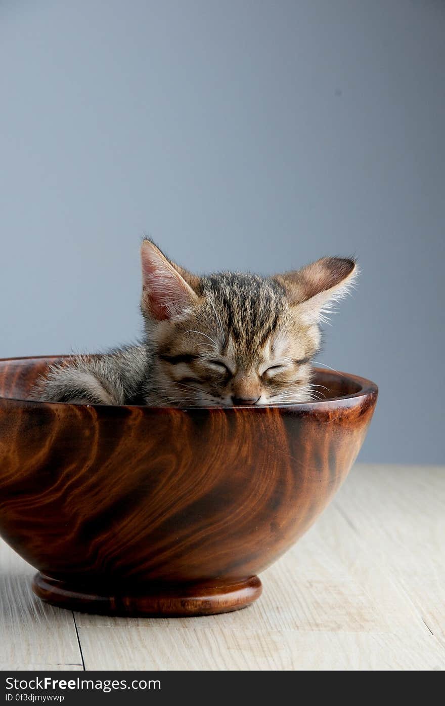 A tabby cat kitten in a wood bowl. A tabby cat kitten in a wood bowl.