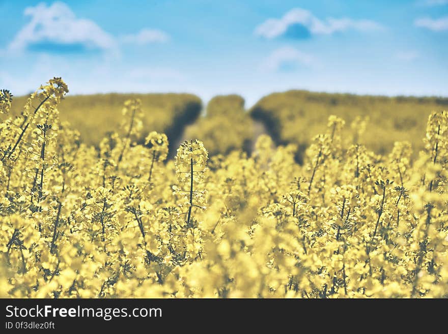 A field of yellow canola flowers. A field of yellow canola flowers.