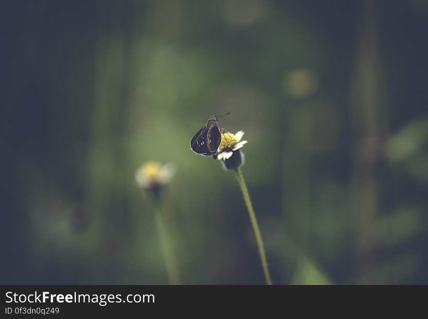 A butterfly on a daisy flower. A butterfly on a daisy flower.