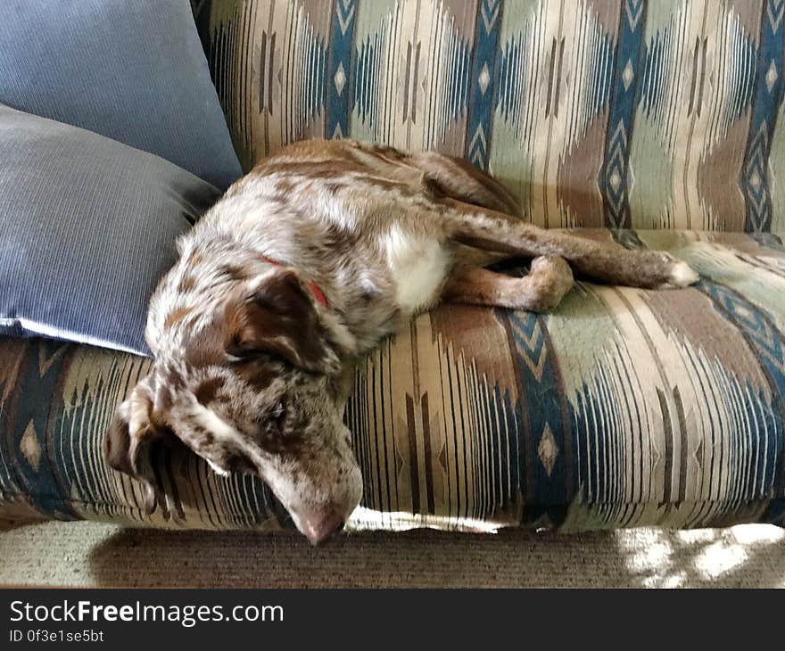 Indoor portrait of brown and white dog on sofa in living room. Indoor portrait of brown and white dog on sofa in living room.