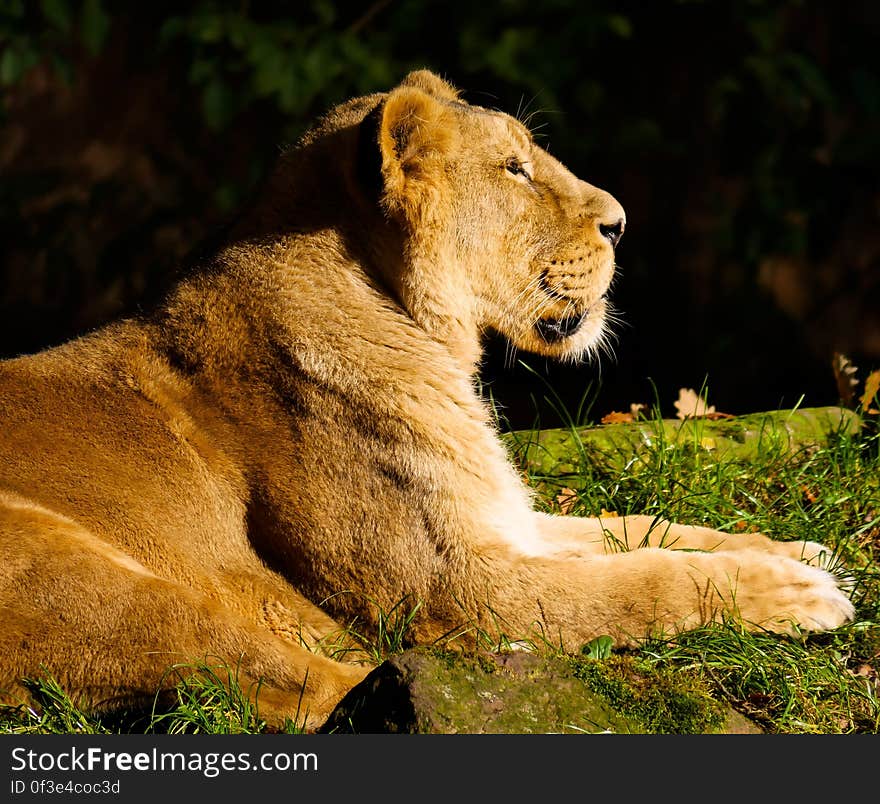 A lioness lying outdoors in the sun. A lioness lying outdoors in the sun.