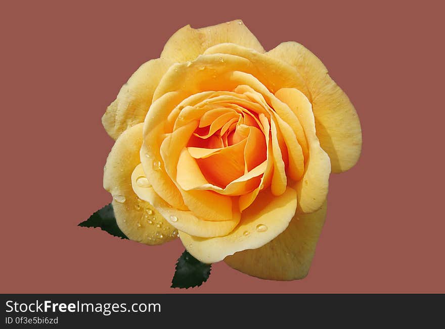 A close up of a yellow rose blossom.