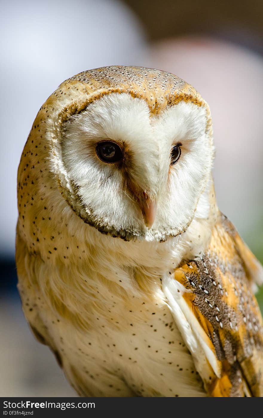 Barn Owl