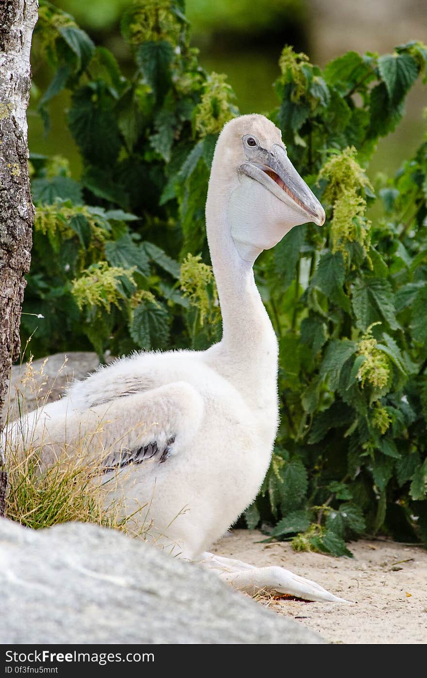 Young Pelican