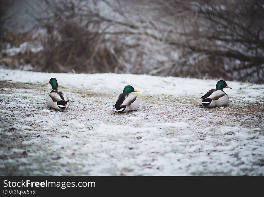 Ducks