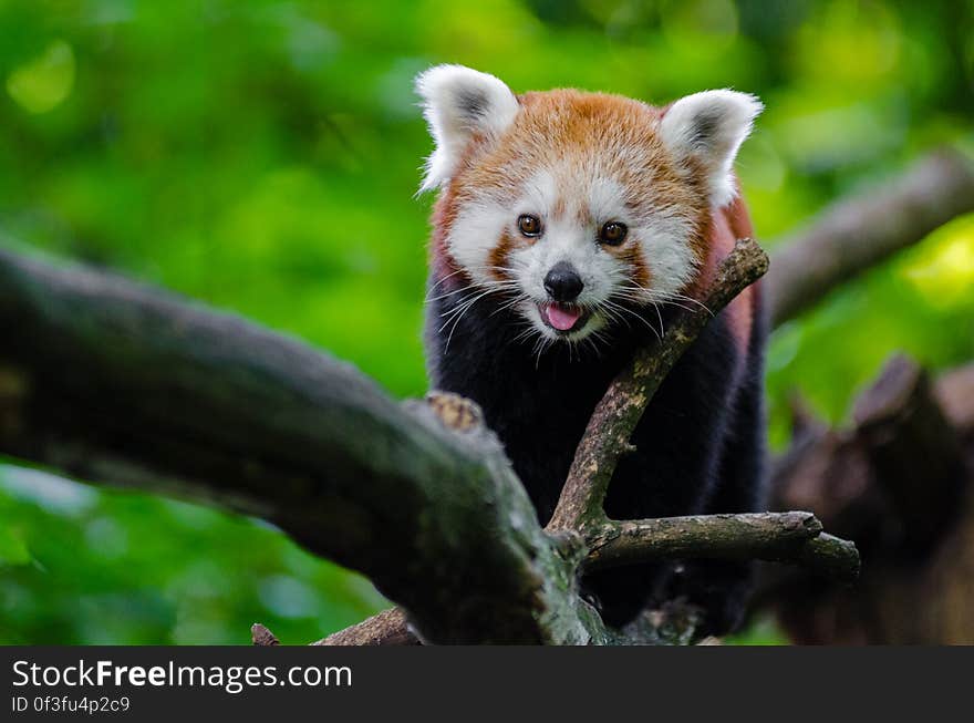 Red Panda