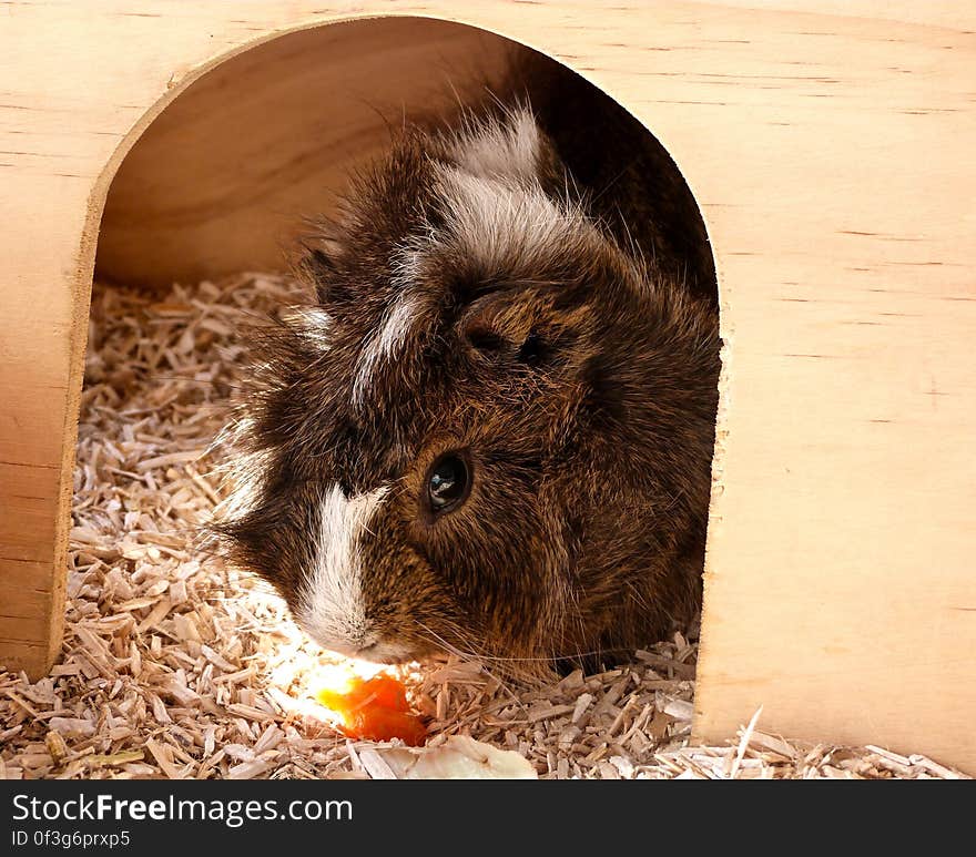 My mom&#x27;s classroom pets &#x28;Twinkie and Koko the guinea pigs&#x29; were at home during the holidays, so I got to enjoy them while I was there for a visit. My mom&#x27;s classroom pets &#x28;Twinkie and Koko the guinea pigs&#x29; were at home during the holidays, so I got to enjoy them while I was there for a visit.