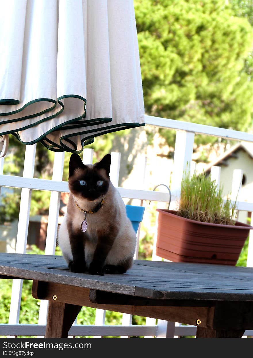 Schrödinger outside on a hot day. He has a dangerous obsession with wasps and bees. He got stung by a bee on his paw the other day and his whole leg was swollen for the whole evening. Silly kid. He doesn&#x27;t get as close now. Schrödinger outside on a hot day. He has a dangerous obsession with wasps and bees. He got stung by a bee on his paw the other day and his whole leg was swollen for the whole evening. Silly kid. He doesn&#x27;t get as close now.