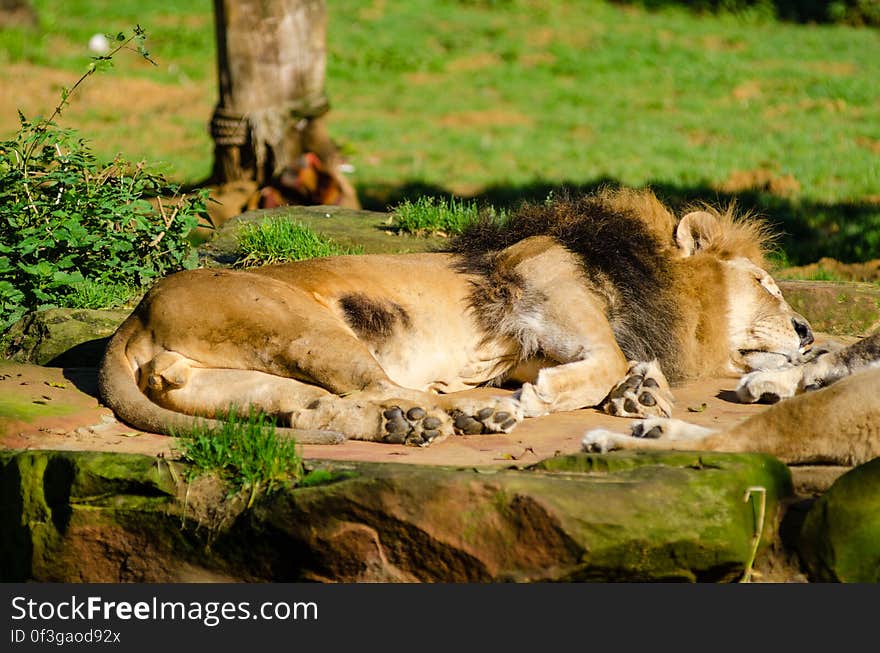 Sleeping lion