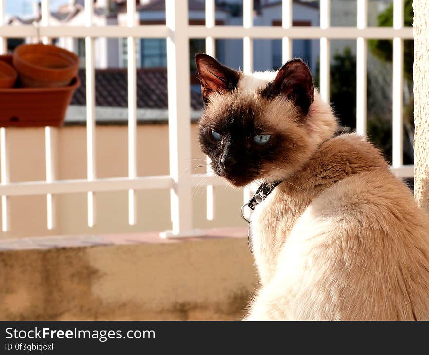 Schrödinger enjoying some sunlight outside. He has grown so much and is a proper young tomcat now. :&#x29;. Schrödinger enjoying some sunlight outside. He has grown so much and is a proper young tomcat now. :&#x29;