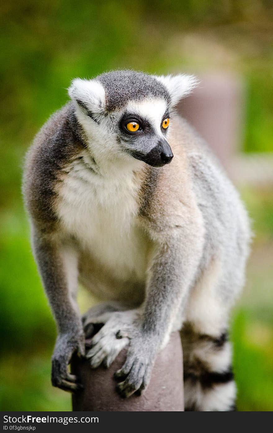 Ring-Tailed Lemur