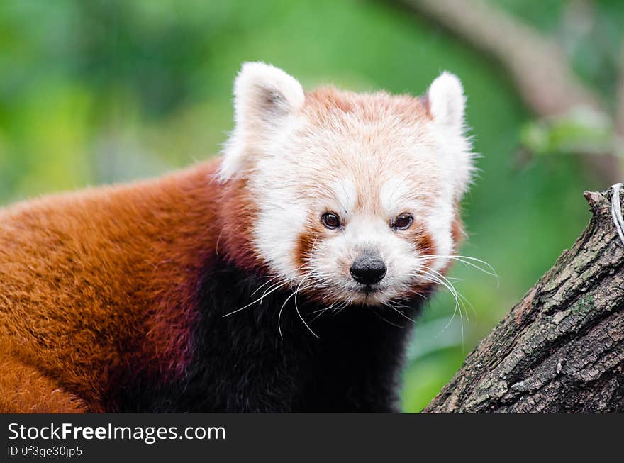 Red Panda