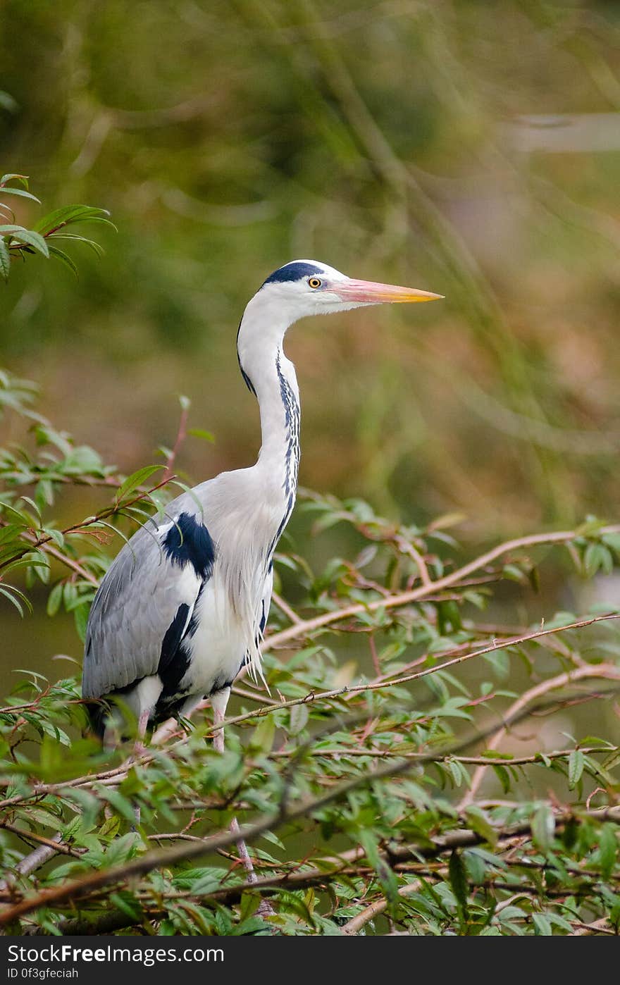 Grey heron