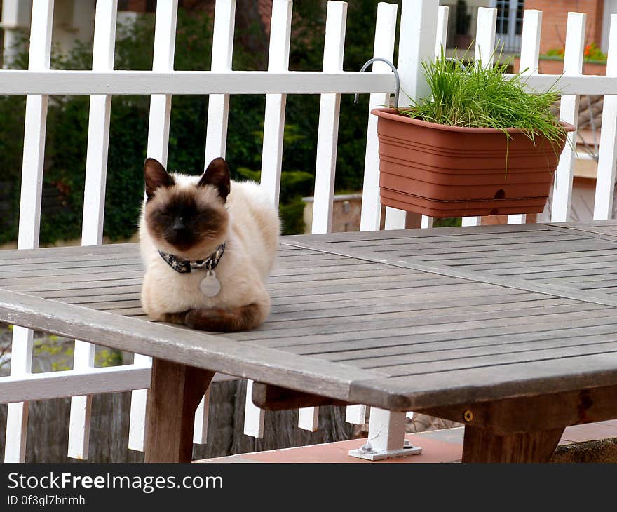 Schrödinger taking a nap on the table outside. Schrödinger taking a nap on the table outside.