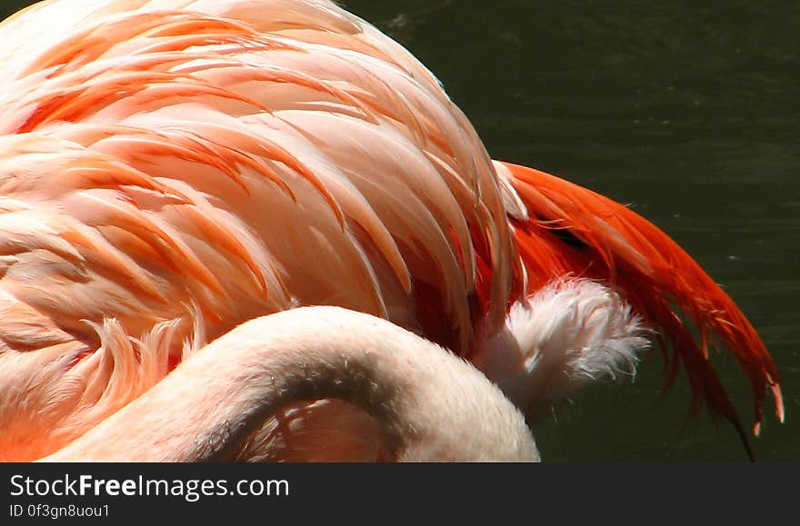 flamingo feathers