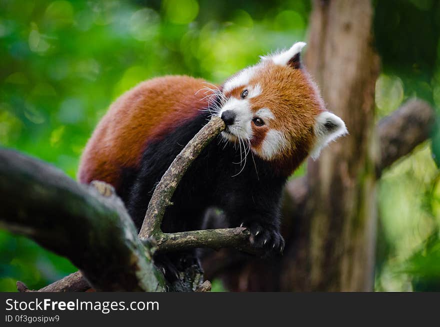 Red Panda