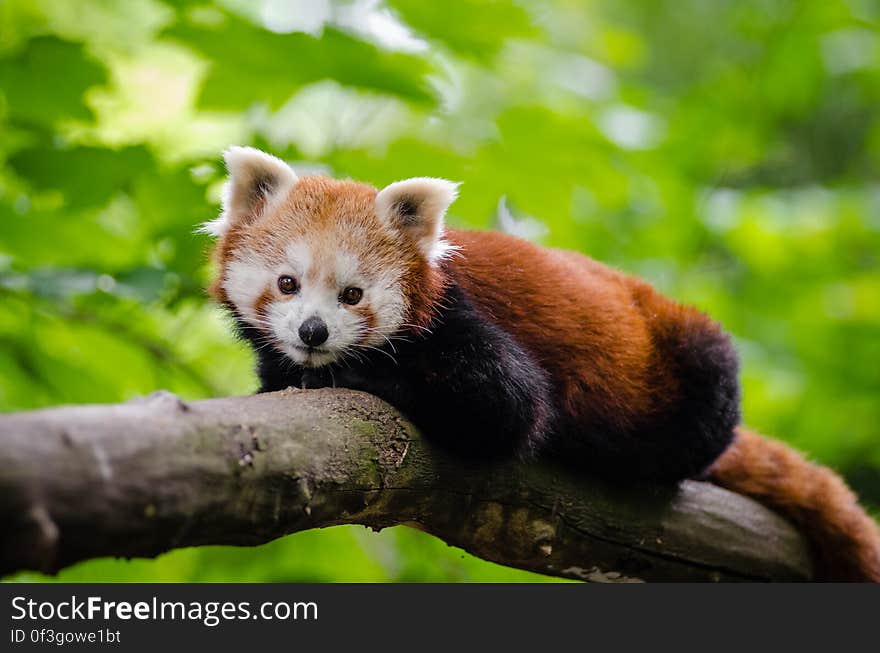 Red Panda