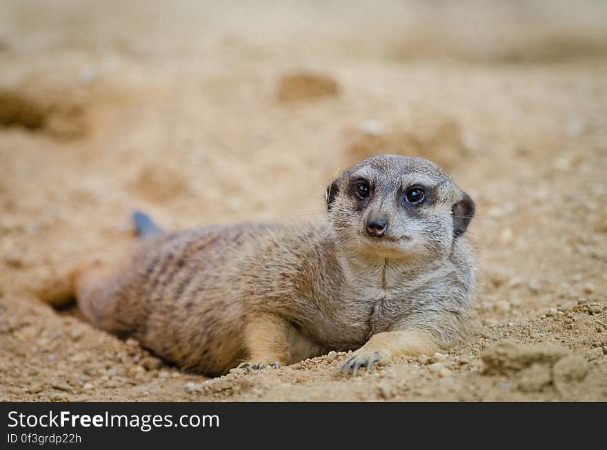 Meerkat