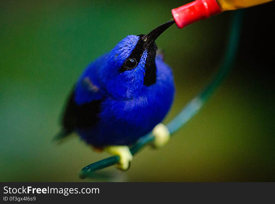 Shining honeycreeper