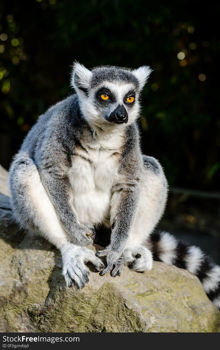 Ring-Tailed Lemur