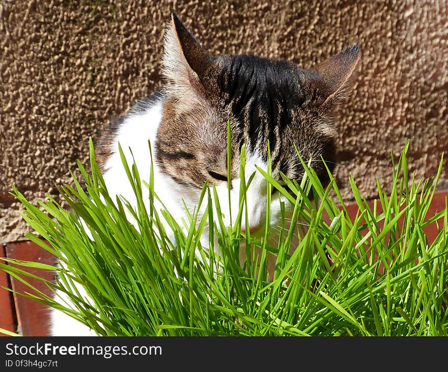 Chi loves her wheat grass. It&#x27;s so healthy for them. Chi loves her wheat grass. It&#x27;s so healthy for them.