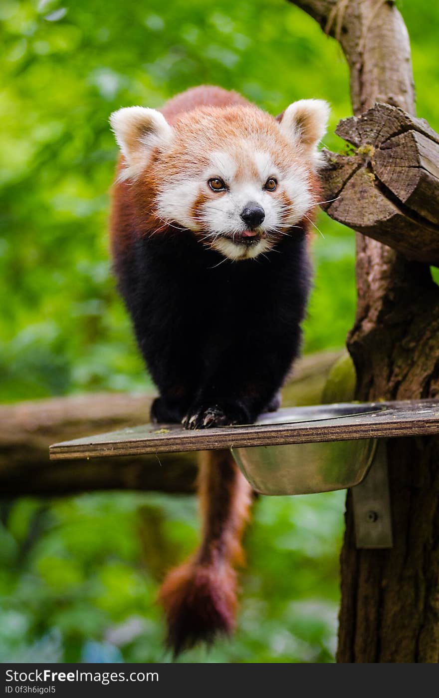 Red Panda