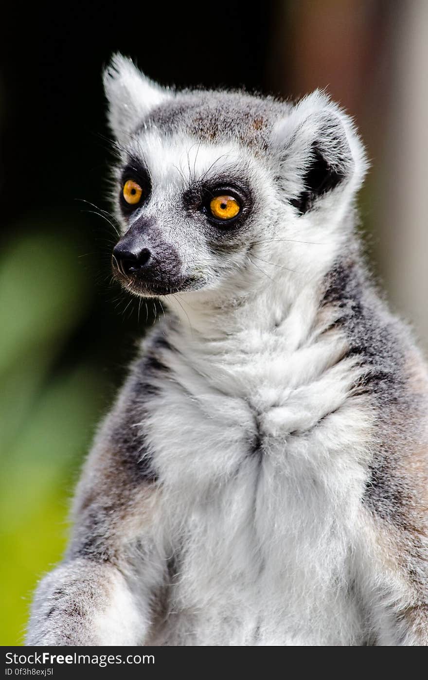 Ring-Tailed Lemur