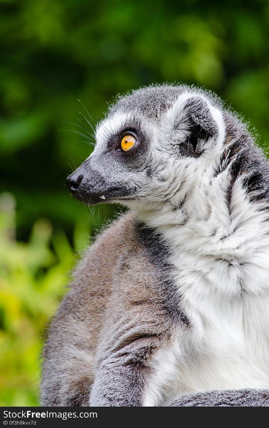 Ring-Tailed Lemur