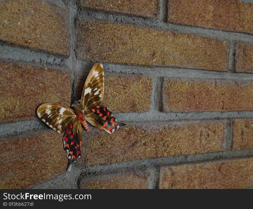 A copyright free photo of a red and brown butterfly on a brick wall. I try to add new photos every single day to help people create rich content for their blog, website or business. For my full portfolio of free stock images you can see StockyPics.com If you happen to have any suggestions or tips, please let me know :&#x29;. A copyright free photo of a red and brown butterfly on a brick wall. I try to add new photos every single day to help people create rich content for their blog, website or business. For my full portfolio of free stock images you can see StockyPics.com If you happen to have any suggestions or tips, please let me know :&#x29;