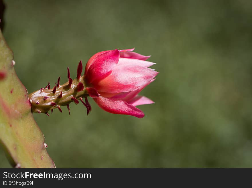 A cactus plant with a red flower in bloom. A cactus plant with a red flower in bloom.