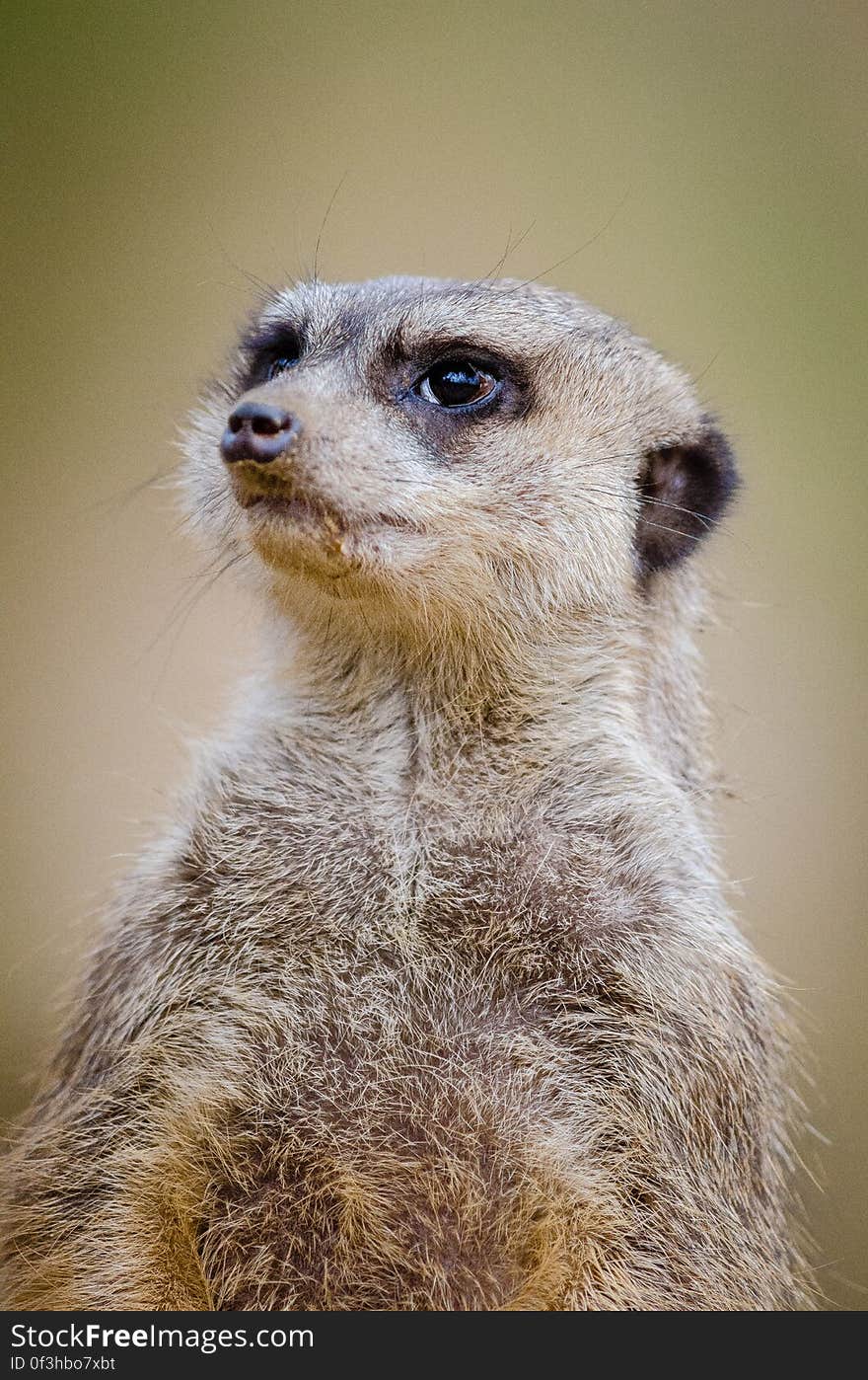 Meerkat