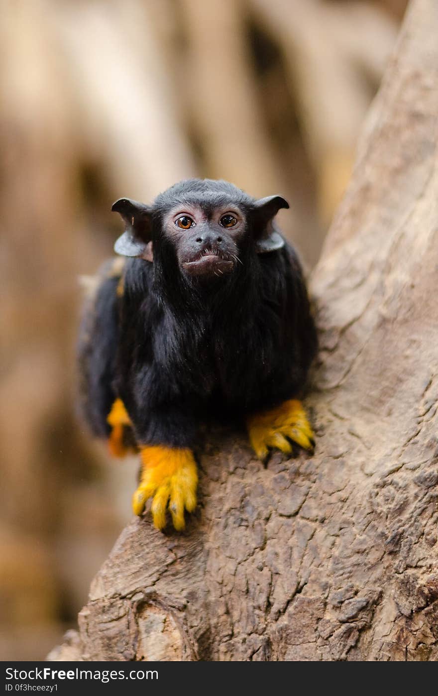 Red-handed tamarin