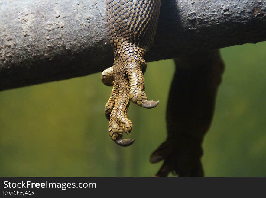 A close up of the paw of a lizard lying on branch. A close up of the paw of a lizard lying on branch.