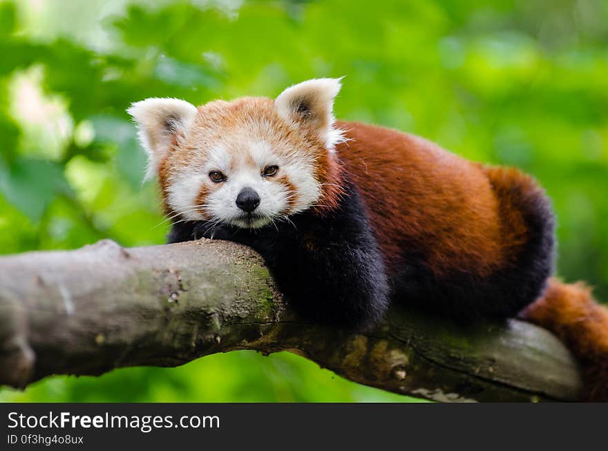 Red Panda