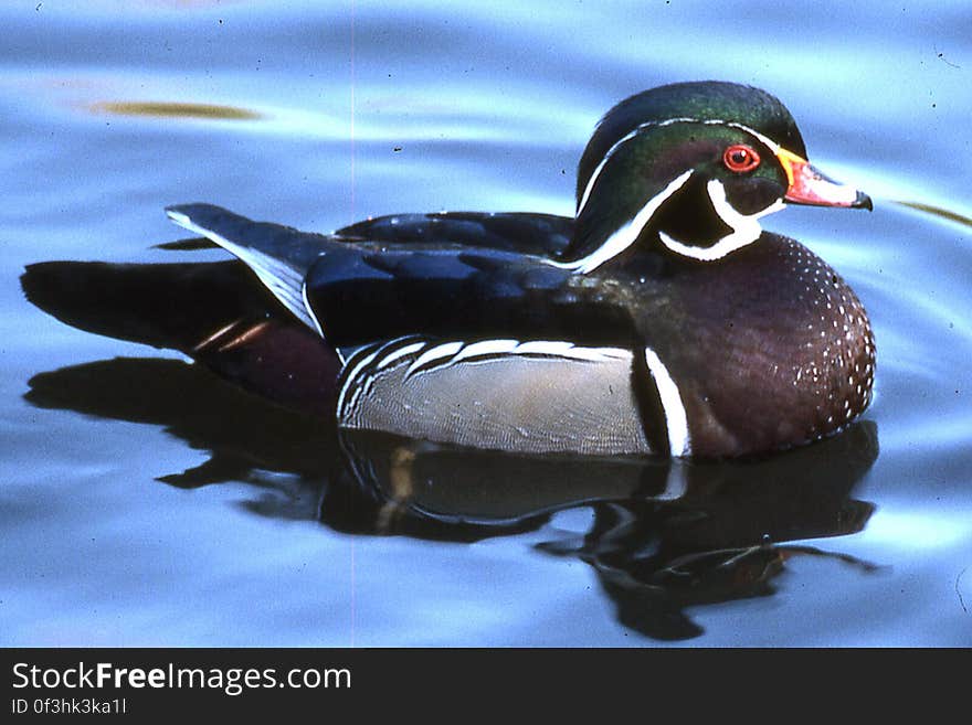 wood duck