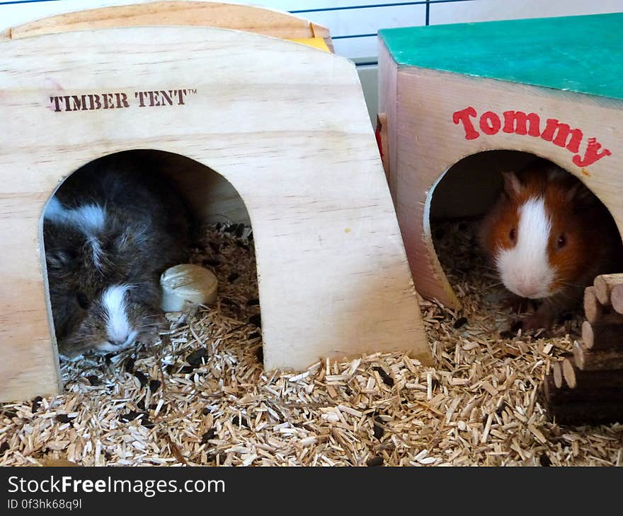 My mother&#x27;s class guinea pigs &#x28;she&#x27;s a teacher&#x29;. Each time I go to Barcelona for a visit I check on the piggies to make sure they&#x27;re happy and healthy!. My mother&#x27;s class guinea pigs &#x28;she&#x27;s a teacher&#x29;. Each time I go to Barcelona for a visit I check on the piggies to make sure they&#x27;re happy and healthy!