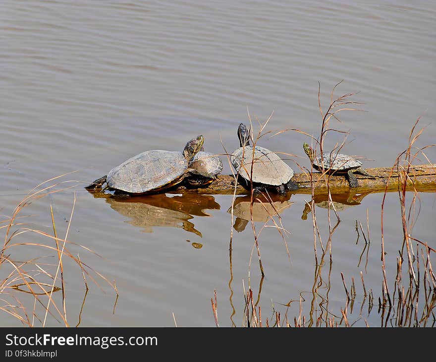 &#x28;Trachemys scripta elegans&#x29;. They are beautiful but a real nightmare for the european species of turtles. This species native to Florida was imported to Europe to be kept as pets, only when they got too big to be kept the owners would release them in the wild. they are now taking over the habitats of native species in Europe, who are disapearing quickly... /This series of pictures were taken during my stay at home in Barcelona. &#x28;Trachemys scripta elegans&#x29;. They are beautiful but a real nightmare for the european species of turtles. This species native to Florida was imported to Europe to be kept as pets, only when they got too big to be kept the owners would release them in the wild. they are now taking over the habitats of native species in Europe, who are disapearing quickly... /This series of pictures were taken during my stay at home in Barcelona.