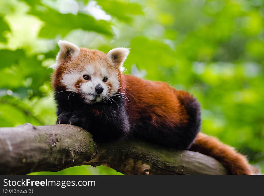 Red Panda