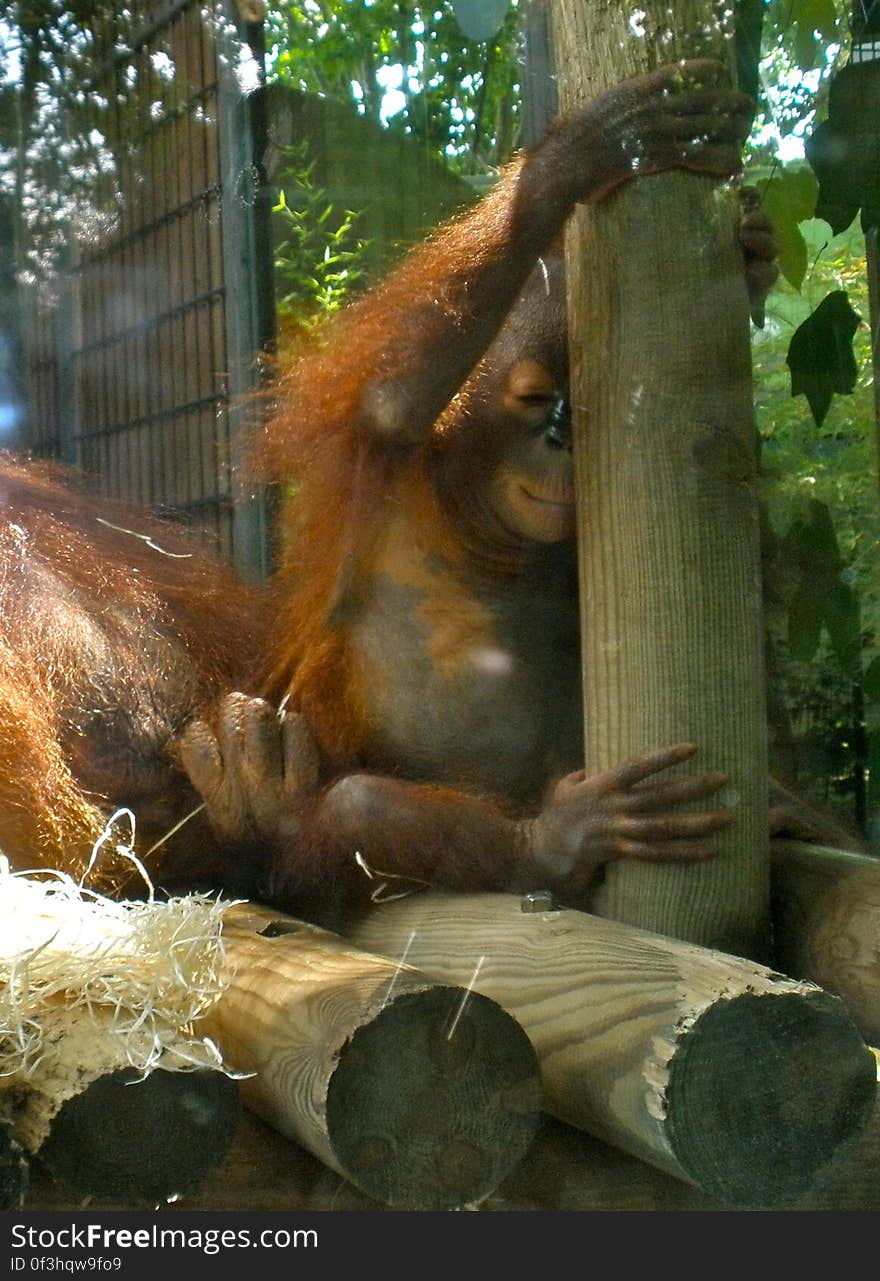 It was hard to take a picture of this one, since she was behind a glass wall. At the Barcelona zoo. It was hard to take a picture of this one, since she was behind a glass wall. At the Barcelona zoo.