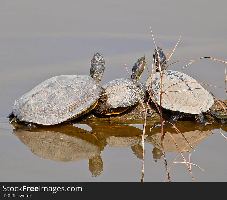 Of the red-eared slider turtles. /This series of pictures were taken during my stay at home in Barcelona. Of the red-eared slider turtles. /This series of pictures were taken during my stay at home in Barcelona.