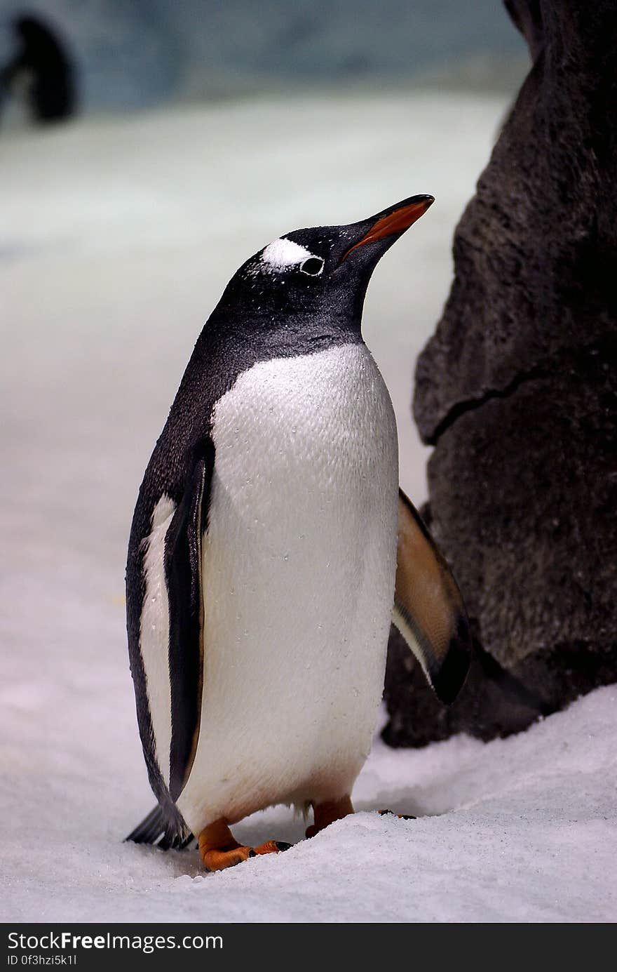 This charismatic marine bird is easily distinguished from other penguins by its bright orange-red bill and the conspicuous white patches above each eye &#x28;3&#x29;. These white patches, which usually meet across the crown, contrast highly with the black head and throat, but there may also be a scattering of white feathers on the head. The white underparts are sharply separated from the penguin’s bluish-black back, which appears browner as the feathers become worn. This charismatic marine bird is easily distinguished from other penguins by its bright orange-red bill and the conspicuous white patches above each eye &#x28;3&#x29;. These white patches, which usually meet across the crown, contrast highly with the black head and throat, but there may also be a scattering of white feathers on the head. The white underparts are sharply separated from the penguin’s bluish-black back, which appears browner as the feathers become worn