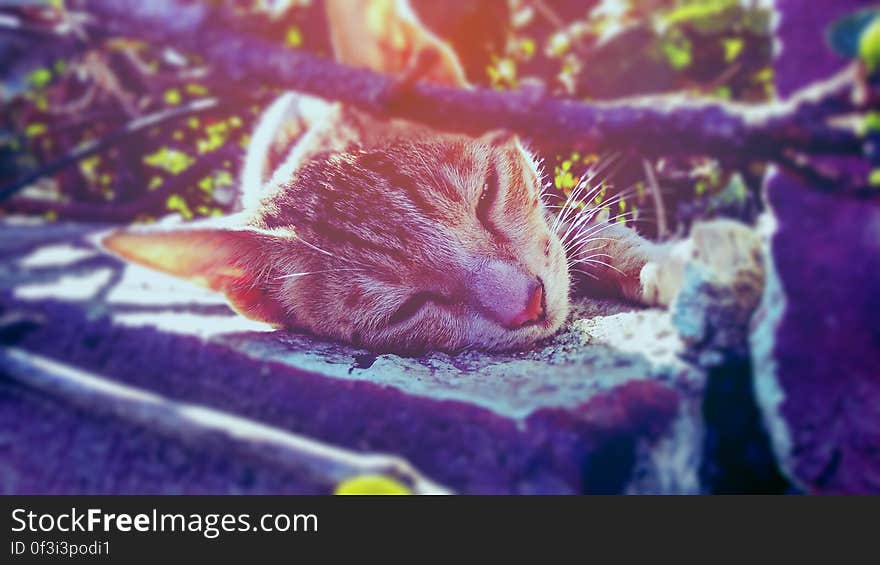 A close up of a cat's head while resting on the ground in the sun. A close up of a cat's head while resting on the ground in the sun.