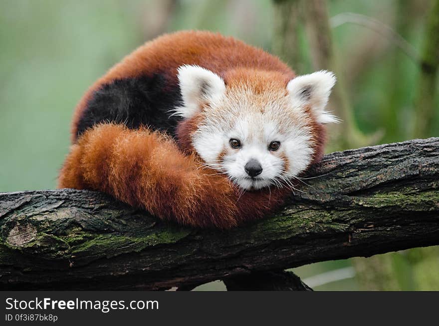 Red Panda