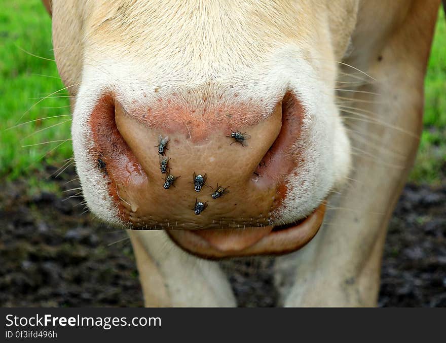 PUBLIC DOMAIN DEDICATION digionbew 9. june Cow&#x27;s nose with fllies ONE SIZE DSC01762