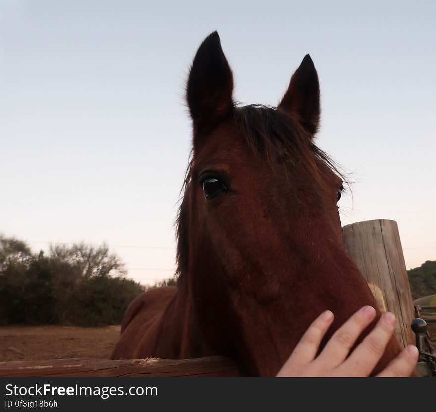 Doris is a mare I rode a lot 7-8 years ago. I went for a walk in the mountain and passed near the stables so I stopped to say hi. She&#x27;s an old girl, so sweet. Doris is a mare I rode a lot 7-8 years ago. I went for a walk in the mountain and passed near the stables so I stopped to say hi. She&#x27;s an old girl, so sweet.