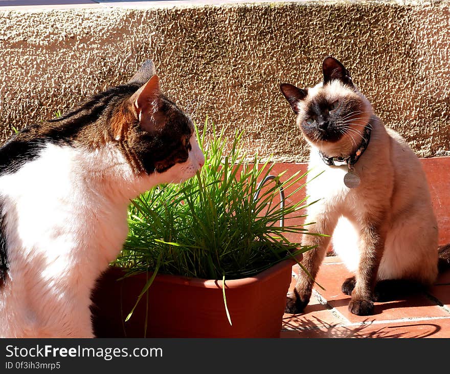 Schrödinger clearly asking for permission to eat some grass. Chi is a very calm and relaxed girl, but is the boss at home, no doubt. Schrödinger clearly asking for permission to eat some grass. Chi is a very calm and relaxed girl, but is the boss at home, no doubt.