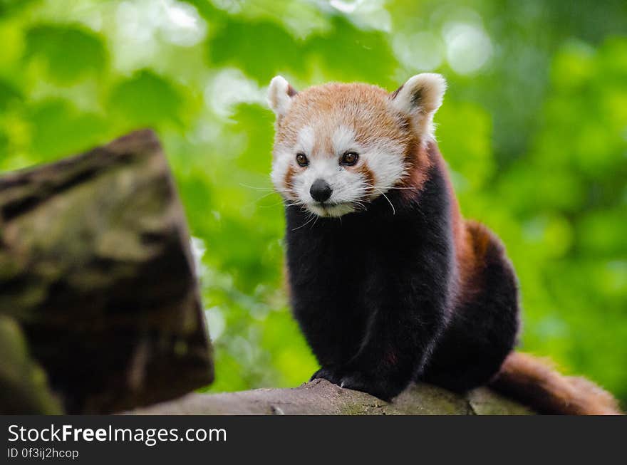 Red Panda