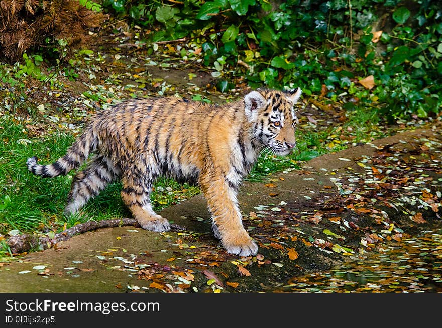 One of the two cubs at the zoo in Duisburg, Germany. One of the two cubs at the zoo in Duisburg, Germany.