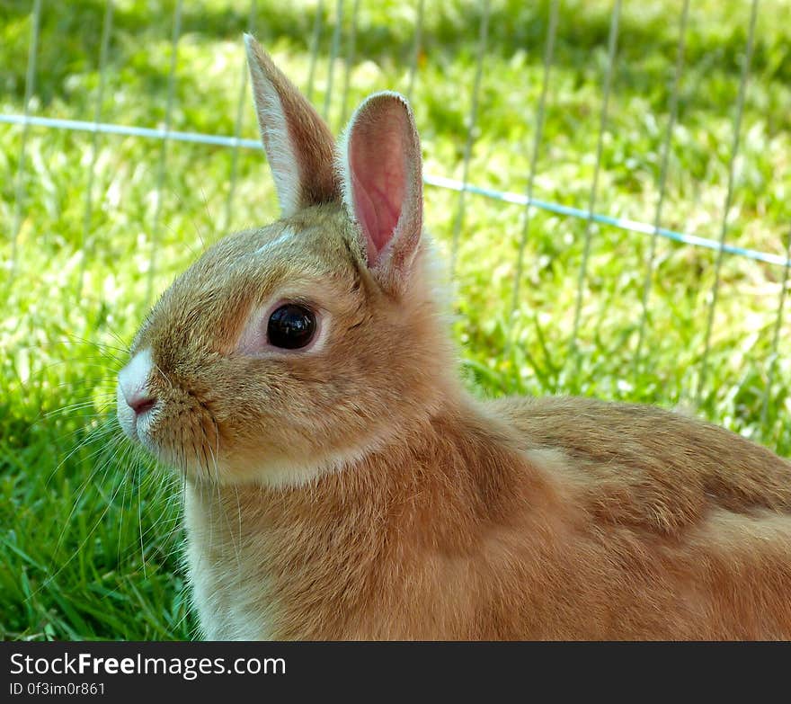 So many interesting sounds and smells outside!. So many interesting sounds and smells outside!